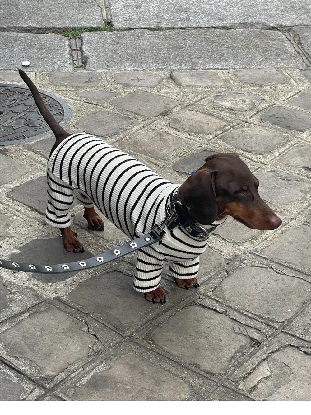 NWT Worlds your oyster Striped Black & White Dog Sweater - Stylish Knit small